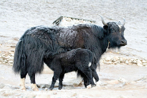 Yaks on Mount Everest trail